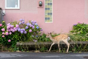 Flower Season