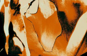 Metamorphosis 62