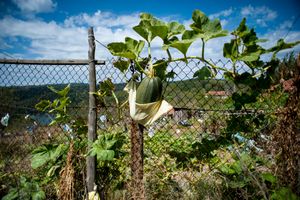 Pumpkin on a Fence