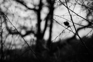 Fade Out