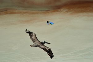 Pelican Perspective