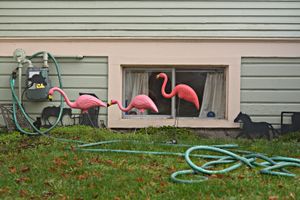 Pink Flamingo Garden Hose
