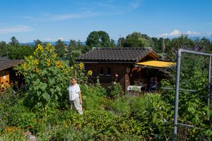 Sunflowers