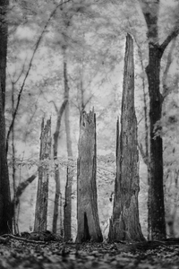Forest Evolving