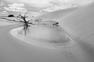 Dead tree at Lençois Maranhenses National Park