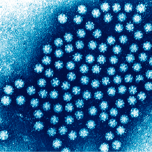 Astrovirus