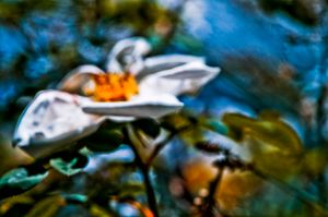 Flower color 10