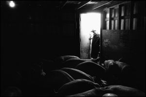 © George Webber - Loading hogs, 2000