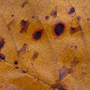 Pigmented II