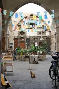 Cat in Souq