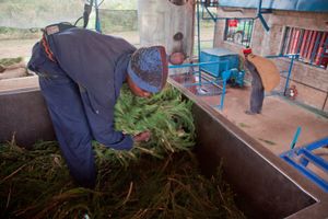 Organic tea tree farmer in Kenya processing plants