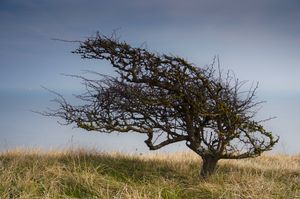 wind