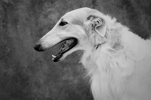Borzoi