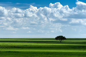 Lonesome Tree
