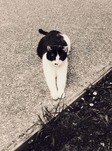 Stray Cats_12