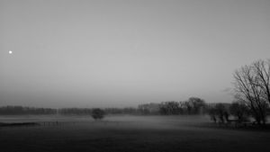 Horses in the mist.