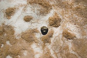 Stone (Bárdenas reales. Spain)