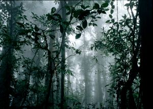 Monteverde Cloud Forest, Costa Rica, 2000