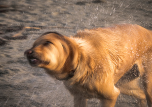 Untitled from the series DOG PARK