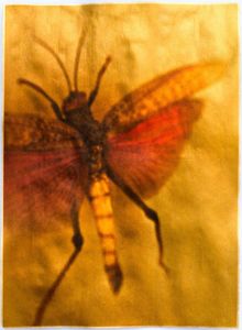 © Wendi Schneider "Grasshopper"