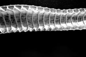 Rattlesnake Skin