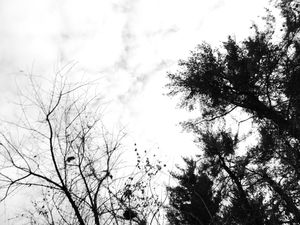Tree Branches #4
