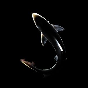 Shark to eat in Japan