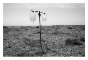 Dungeness #25
