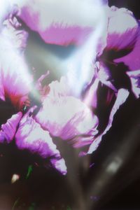 Untitled(Pink)