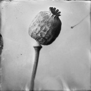 Poppy Seeds
