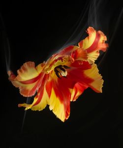 SmokeyFlowers