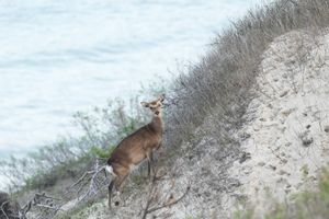 Island of Heaven 4:  a deer on slope