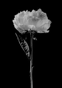 Pivoine