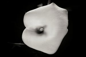 Calla Lily