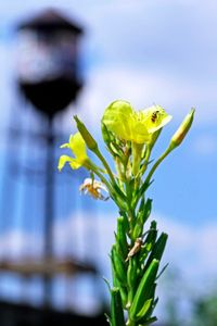 Traces of beauty can still be found in the East side neighborhoods that were split by freeway construction during the 1950’s and 1960’s. © Nicholas Gregory