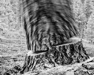 Falling Tree # 24  © David Paul Bayles
