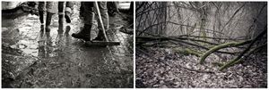 radici _ roots