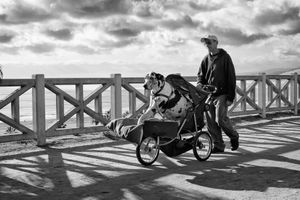 Great Dane in a Stroller, Palisades Park