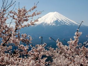 Fuji San in spring