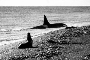 Orcas