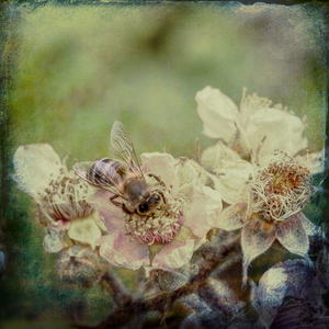 Insects art 1