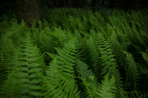 The Forgotten Forests