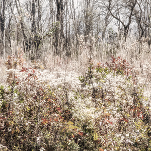 Fields Off Roaring Fork Motor Nature Trail