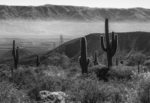 Los Cardones