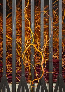 Curly willow