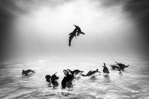 Sea Lions