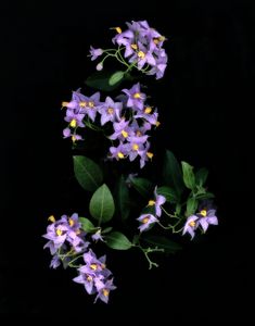 Potatoe Vine 2