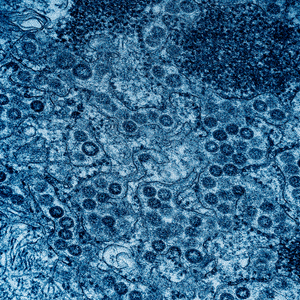 MersCov Virus