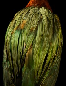 Algae gramine