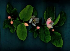 Quince Blossom 4
